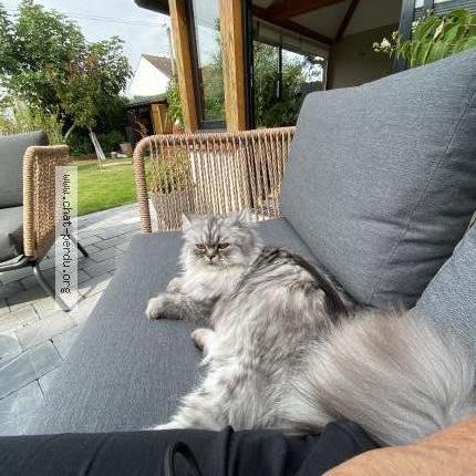 Photo 1/1 Six Chat perdu à Douvrin