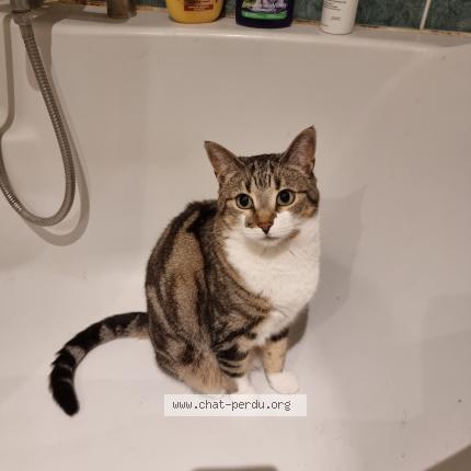 Photo de chat perdu à Tournan En Brie