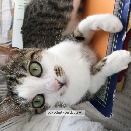 Photo 1/1 Micha Chat perdu à Argenteuil