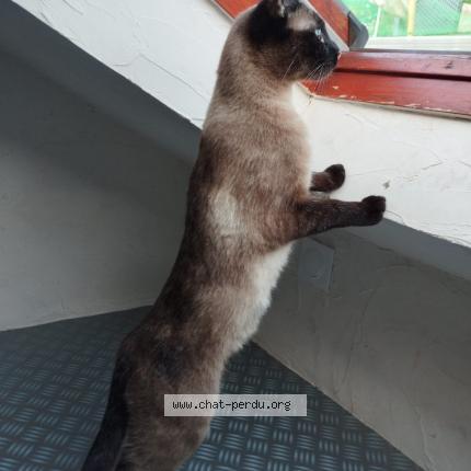 Photo 1/1 Bella Chat perdu à Cormeilles en parisis