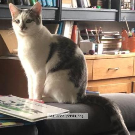 Photo de chat perdu à Plouay