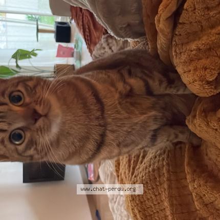 Photo 1/1 Mimi Chat perdu à Toulouse