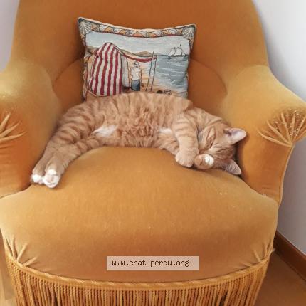 Photo de chat perdu à Paron