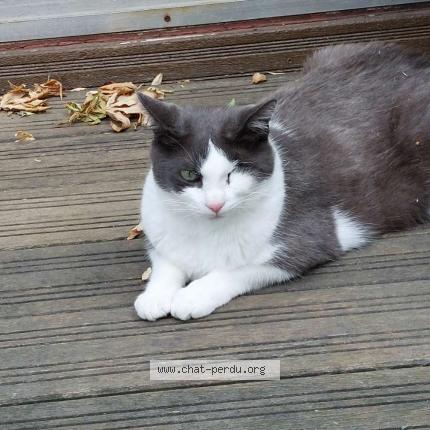 Photo de chat perdu à Quimper