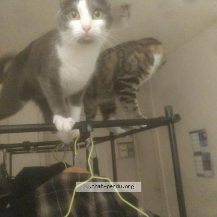 Photo 1/1 Savannah Chat perdu à Grenoble