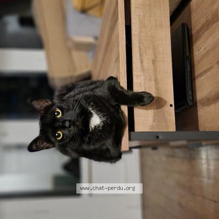 Photo 1/1 Chat retrouvé Perdu à Paris