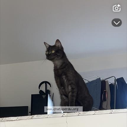 Photo 1/1 Chat retrouvé Perdu à La Mothe Achard