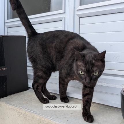 Photo 1/1 Nouky Chat perdu à Vaire