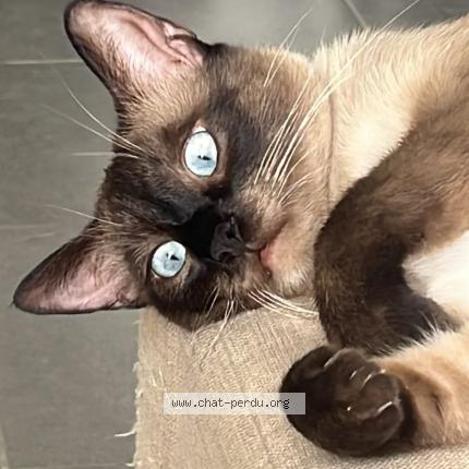 Photo 1/1 Nougat Chat perdu à Valderies