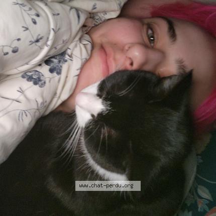 Photo 1/1 Noon Chat perdu à Poitiers