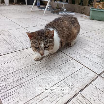Photo 1/1 Chat retrouvé Trouvé à Arzano