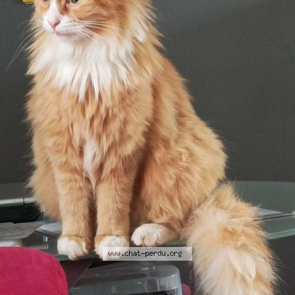 Photo de chat perdu à Champrond En Gatine