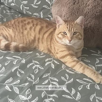 Photo 1/1 Leo Chat perdu à Cormeilles en parisis