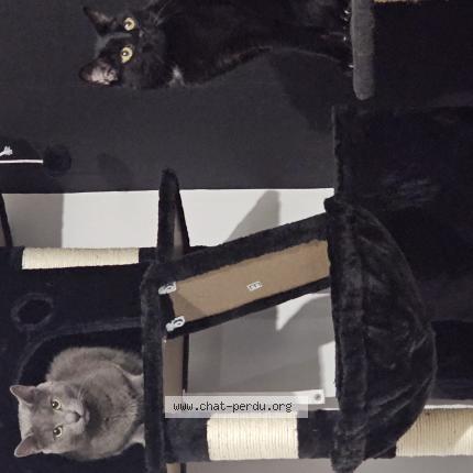 Photo 1/1 Griso Chat perdu à Nancy