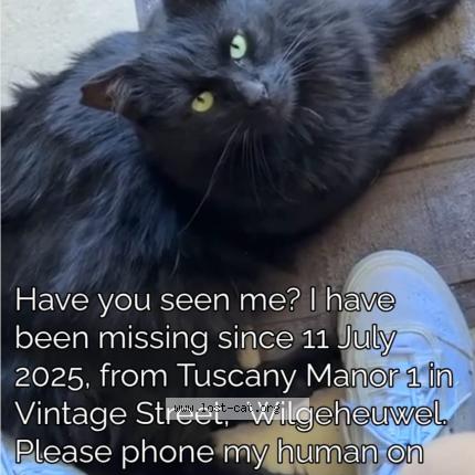 Photo 1/1 Lupini Chat perdu à Wilgeheuwel roodepoort