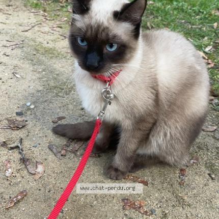Photo de chat perdu à Saint Louis