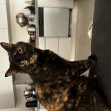 Photo de chat perdu à Saint Cyr L Ecole