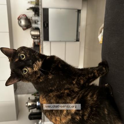 Photo 1/1 Chat retrouvé Perdu à Saint cyr l ecole