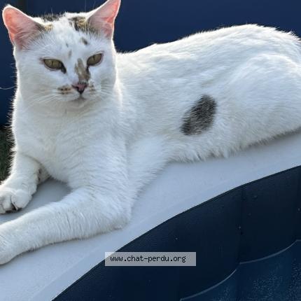Photo 1/1 Chat retrouvé Perdu à Argent Sur Sauldre