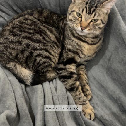 Photo 1/1 Chat retrouvé Perdu à Saint Sulpice Et Cameyrac