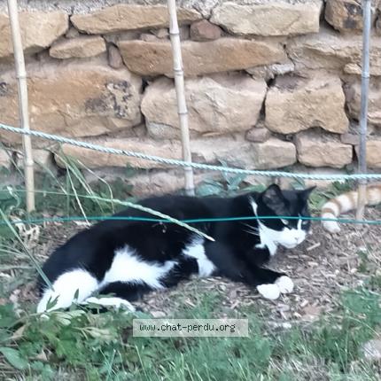 Photo de chat perdu à Saint Germain Nuelles