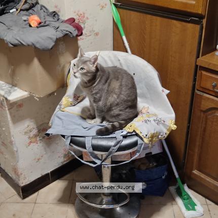 Photo 1/1 Sora Chat perdu à Mouchin