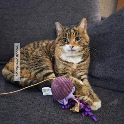 Photo de chat perdu à Tourcoing