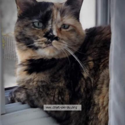 Photo 1/1 Sally Chat perdu à Sainte catherine