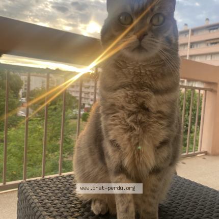 Photo 1/1 Chat retrouvé Perdu à Sanary Sur Mer