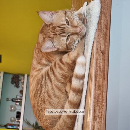 Photo 1/1 Garufa Chat perdu à La plata