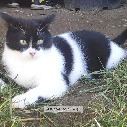 Photo 1/1 Chat retrouvé Perdu à Nesploy