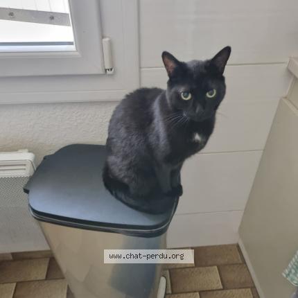 Photo 1/1 Chat retrouvé Perdu à Voiteur