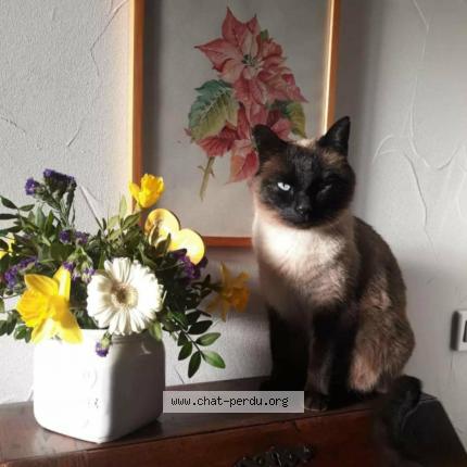 Photo 1/1 kiki Chat perdu à Passy