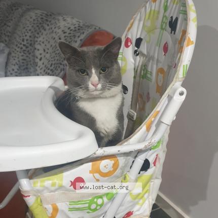 Photo 1/1 Socks Chat perdu à Goodna