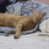 Photo de chat perdu à Asansol