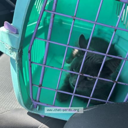 Photo 1/4 MICHKA Chat perdu à Ingre