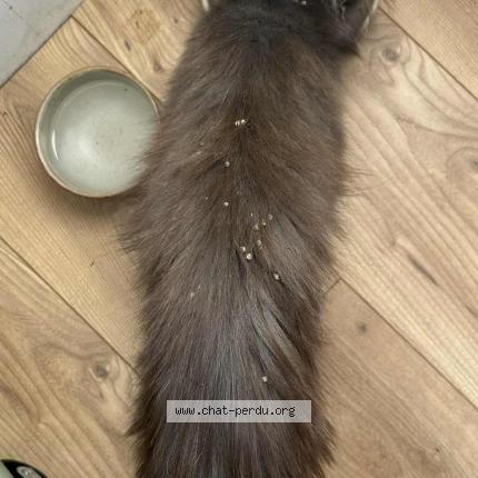 Photo 2/4 MICHKA Chat perdu à Ingre