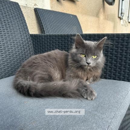 Photo 4/4 MICHKA Chat perdu à Ingre