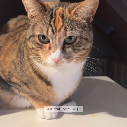 Photo 1/1 George Chat perdu à Saint lunaire