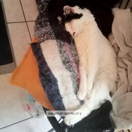 Photo 1/1 Chat retrouvé Perdu à Toulouse