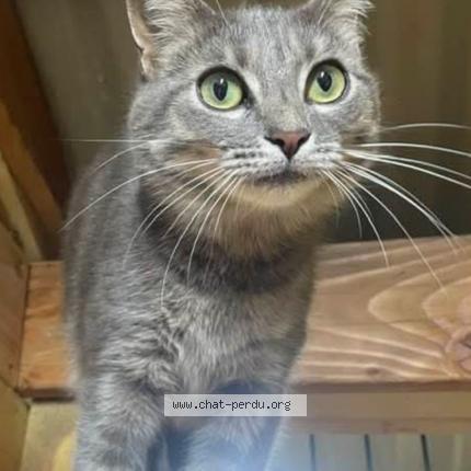 Photo 1/1 TINA Chat perdu à Abrest