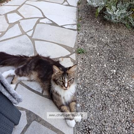 Photo 1/1 Chat retrouvé Trouvé à Nieul Sur Mer