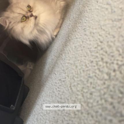 Photo de chat perdu à Eloyes