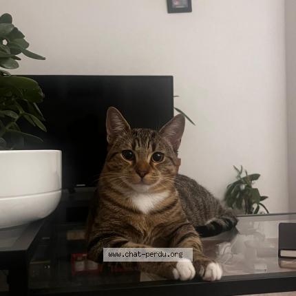 Photo de chat perdu à Villejuif