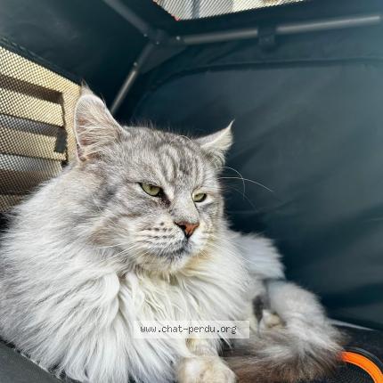 Photo 1/1 Lucky Chat perdu à Chilly