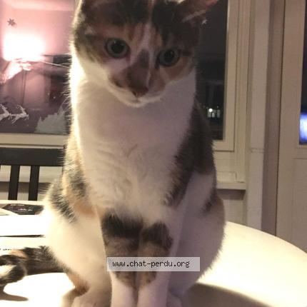 Photo 1/1 Nezuko Chat perdu à Chatelaine