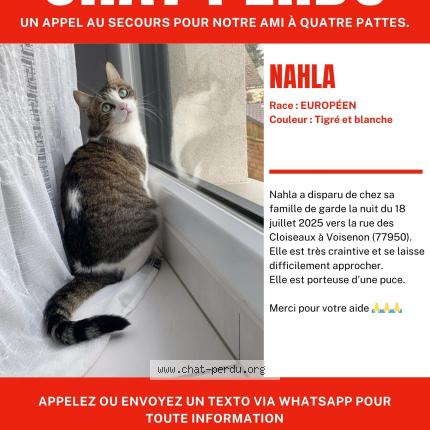 Photo 1/1 NAHLA Chat perdu à Voisenon