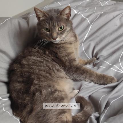 Photo 1/1 Chat retrouvé Perdu à Courtenay