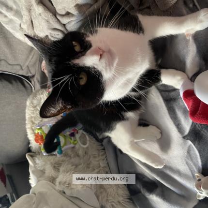 Photo 1/1 Chat retrouvé Perdu à Manosque