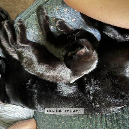 Photo 1/1 Shaga Chat perdu à Chertsey